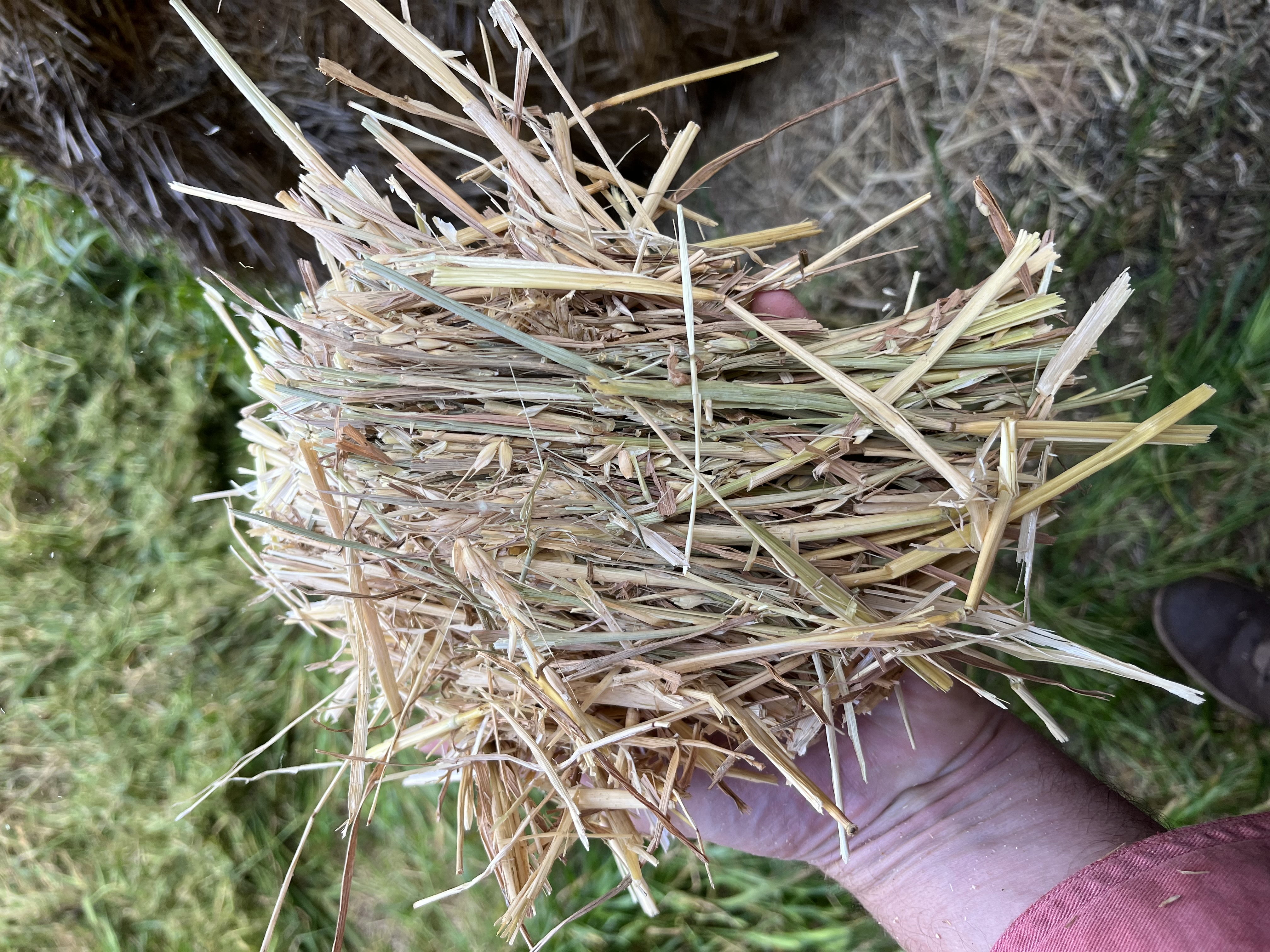 wheaten hay sample